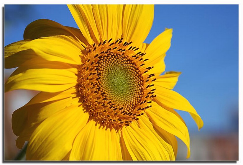 coloring picture of a sunflower.jpg