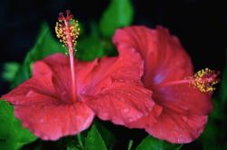twins flower picture of hibiscus
