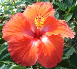 dark orange flower picture