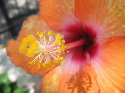 orange flower picture