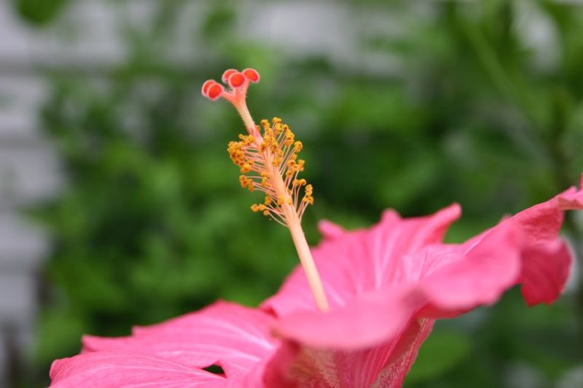 pretty flower photo