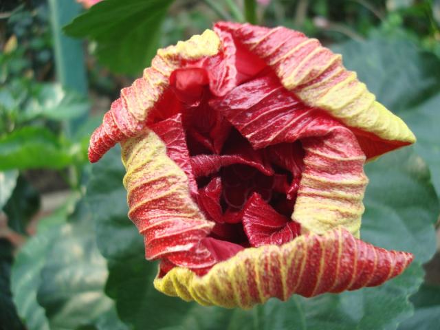 open bud photo