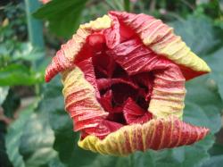 open bud photo
