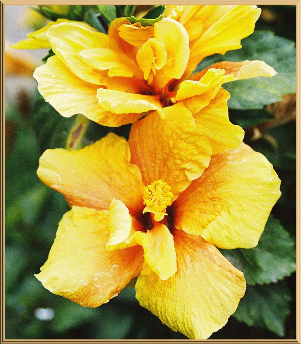 yellow garden flowers hibiscus
