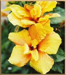 yellow garden flowers hibiscus