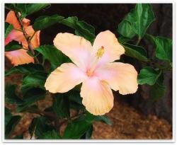 garden photo with peach hibiscus flowers