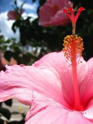 beautiful flowers picture