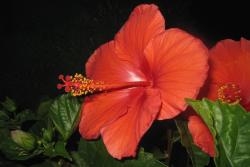 hibiscus flower looks like red christmas flowers