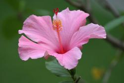 summer fresh flowers photo of hibiscus