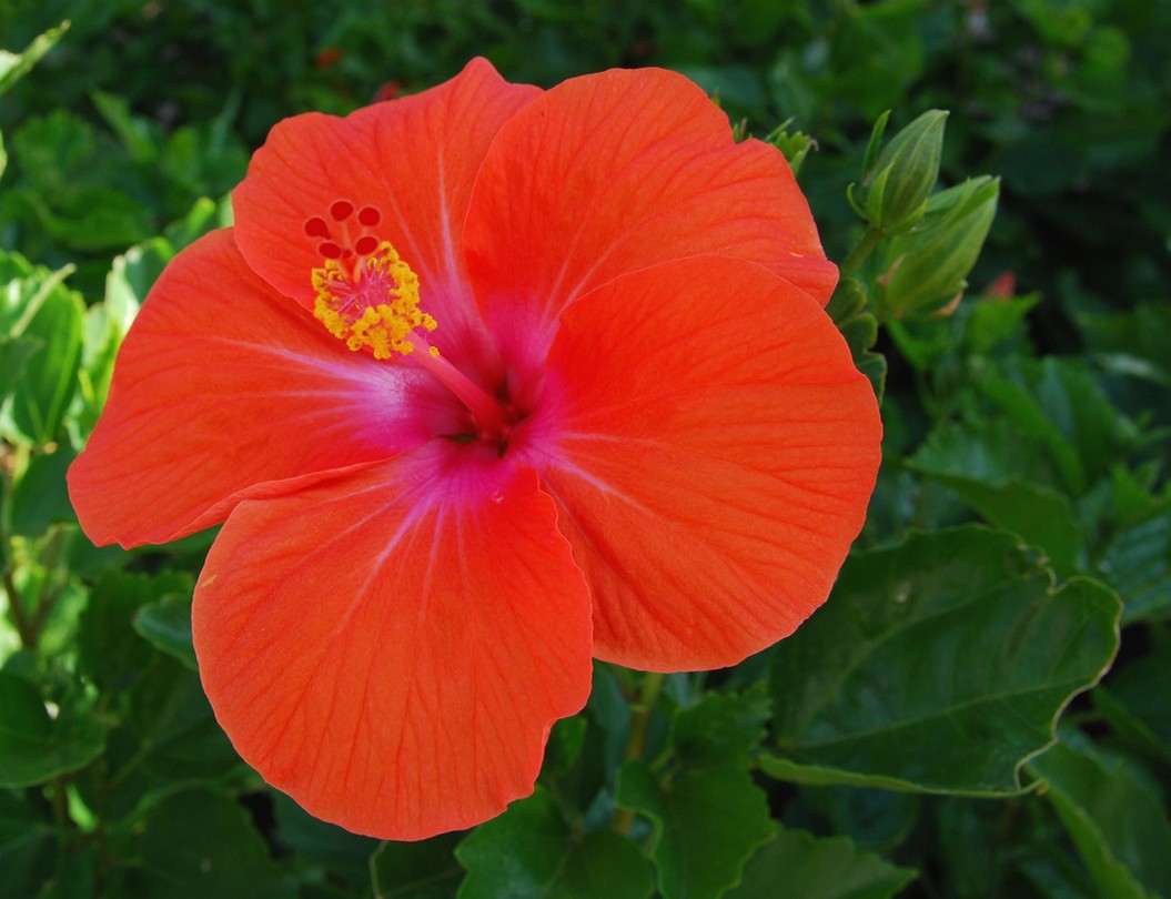 christmas red flower hibiscus