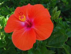 christmas red flower hibiscus