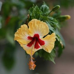 three tones hibiscus flowers