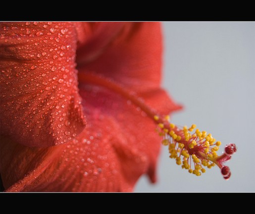 orange red hibiscus flower picture