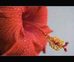 orange red hibiscus flower picture