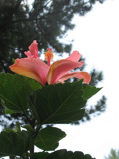 peach hibiscus flower pic