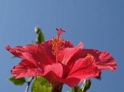 red hibiscus flower photos