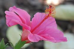 picture of bright summer flower hibiscus