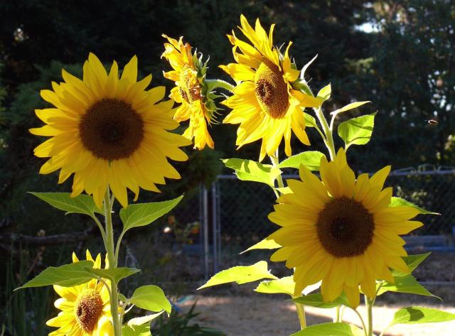 colorful sunflower.jpg