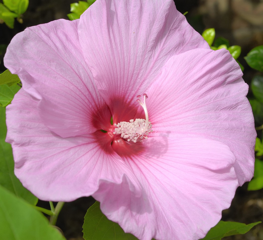 light hibiscus flower