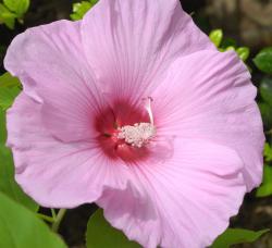 light hibiscus flower