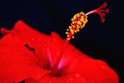 bright red hibiscus flower