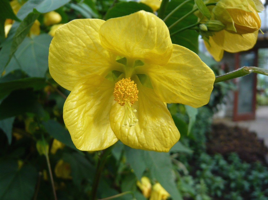 small bright hibiscus flowers