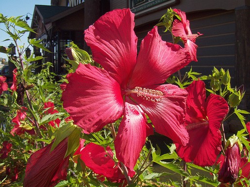 picture of garden flowers hibiscus