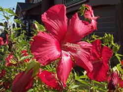 picture of garden flowers hibiscus