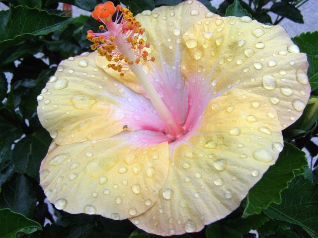 three colored hibiscus flower