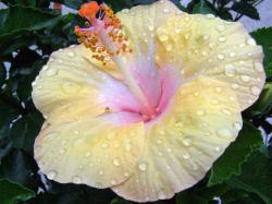 three colored hibiscus flower