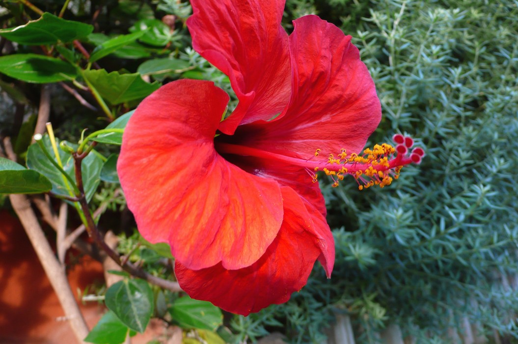 red hibiscus flower photo