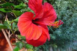 red hibiscus flower photo