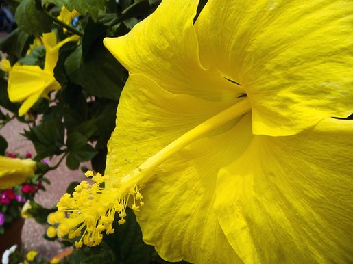 just bright yellow hibiscus flowers in garden