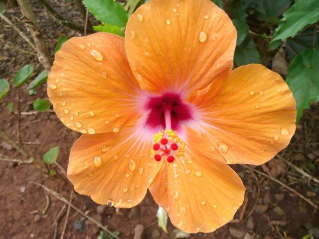 beautiful tropical hibiscus flower