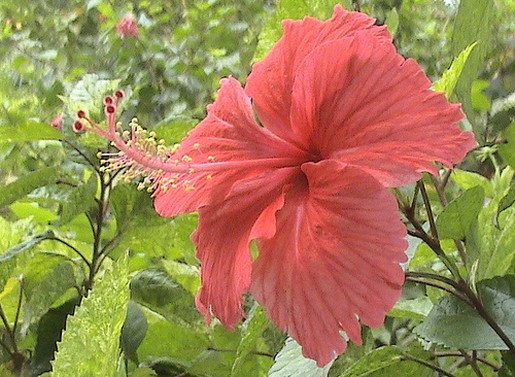 peach red hibiscus flower in nature