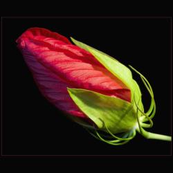 red bud hibiscus flower pic