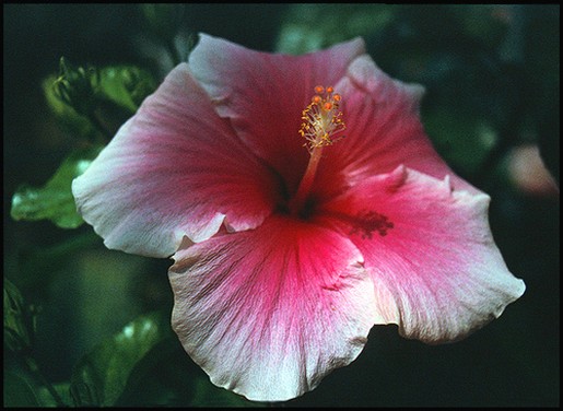 two tones hibiscus flowers picture