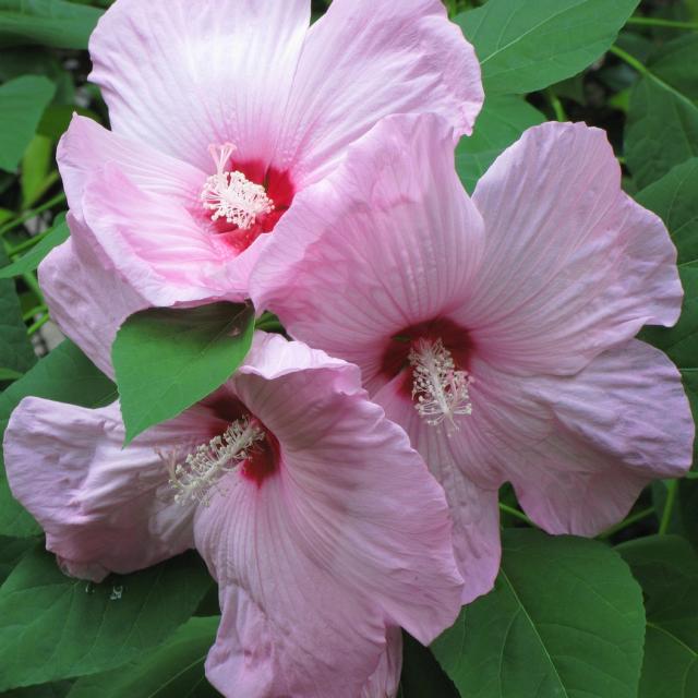 three pink hibiscus flowers