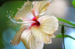 light yellow flowers picture