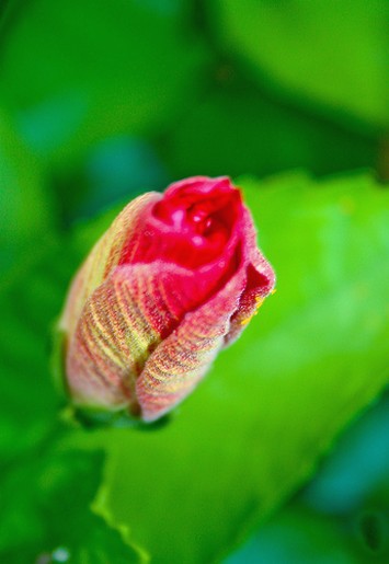 photo of bud hibiscus flower