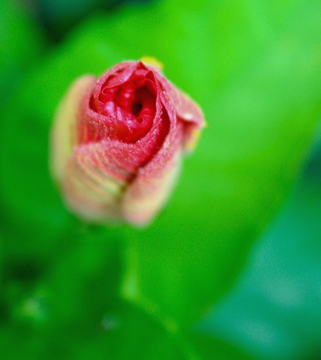 pink bud photo of hibiscus flower