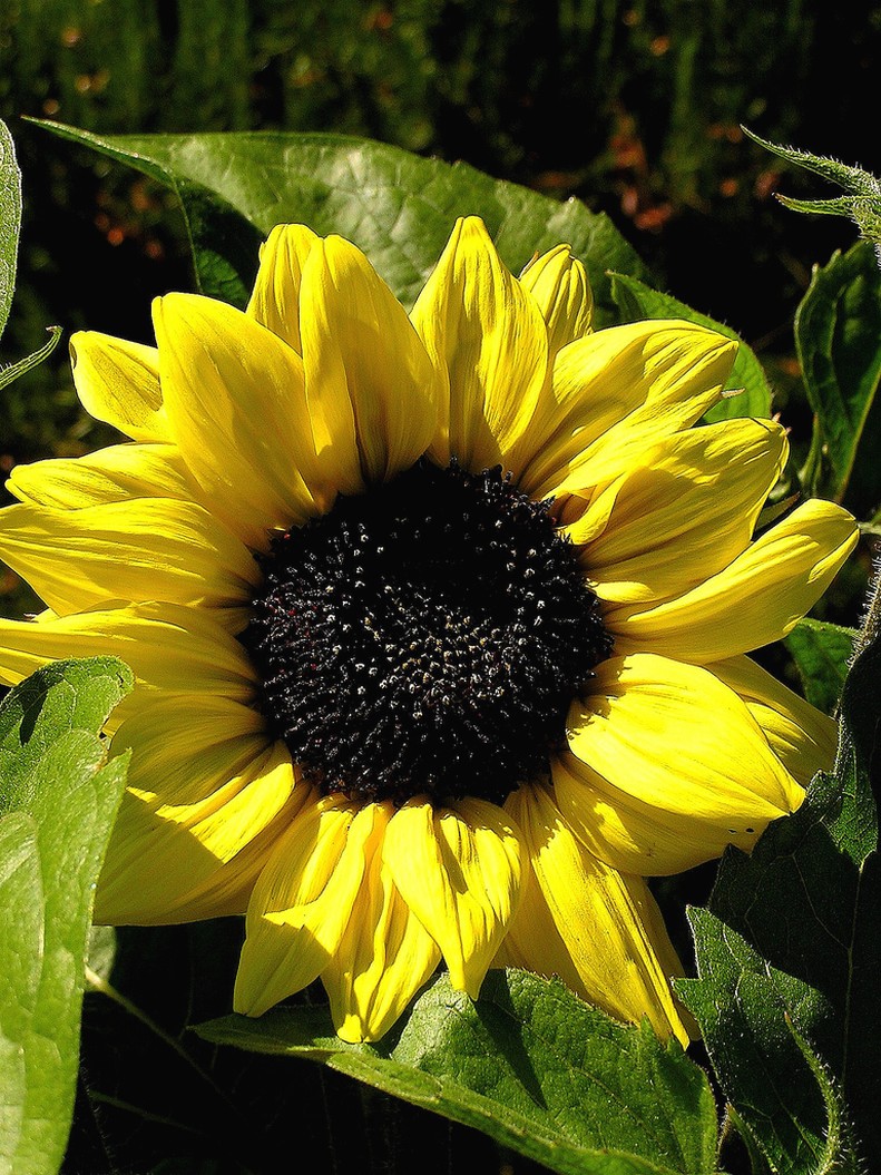 gaint sunflower.jpg