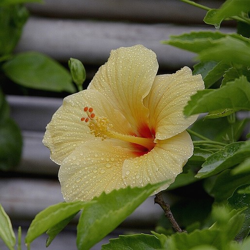 light flower pic of hibiscus
