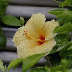 light flower pic of hibiscus
