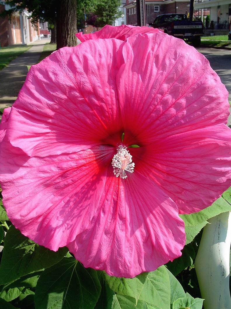 bright pink summer flower photo of hibiscus