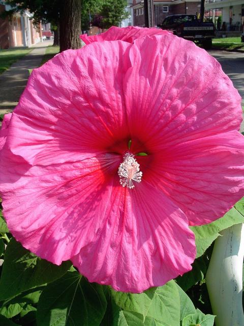 bright pink summer flower photo of hibiscus