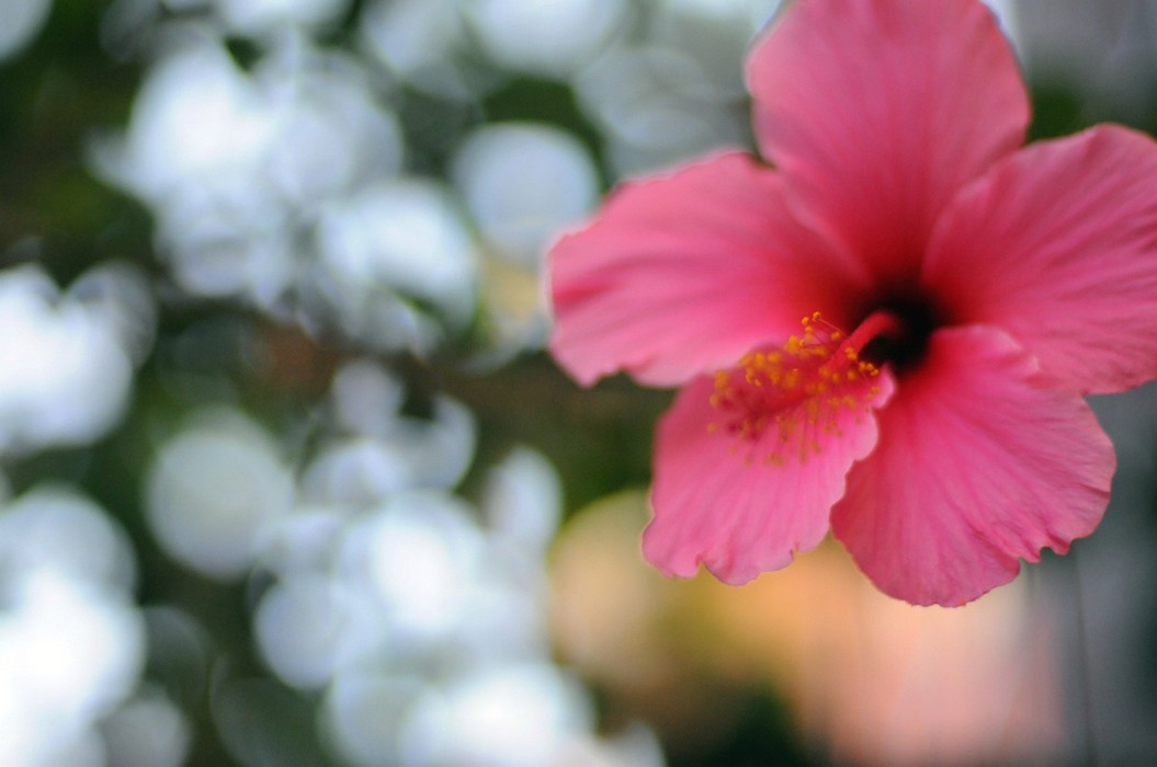 hibiscus flower in light bright pink