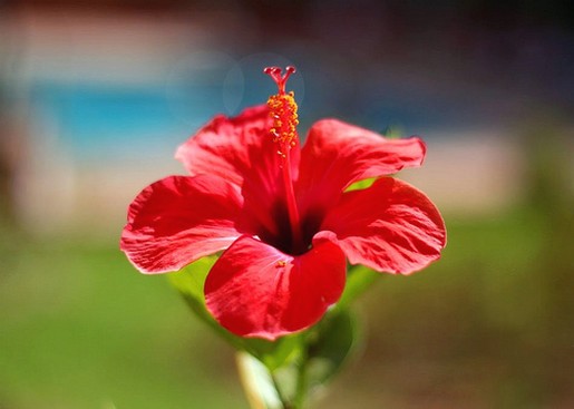 hibiscus flower in red