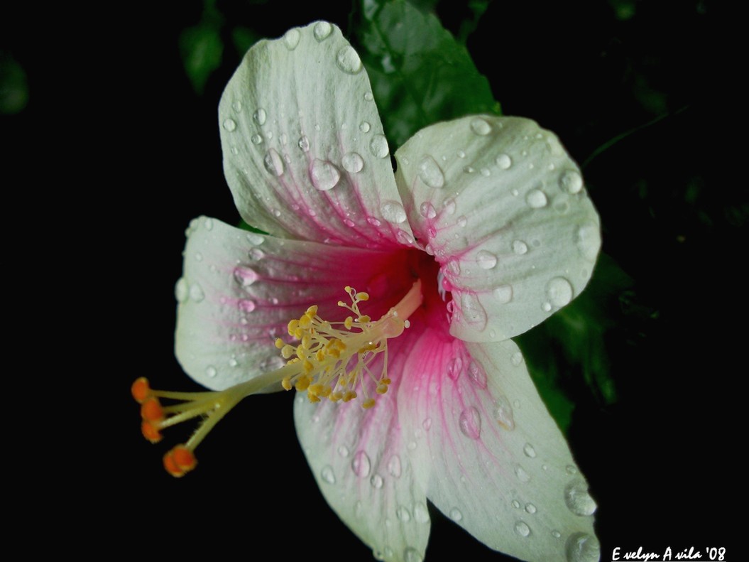 hibiscus flower in white and pink