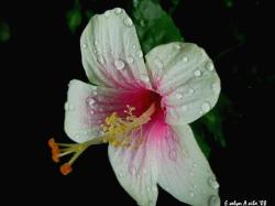 hibiscus flower in white and pink
